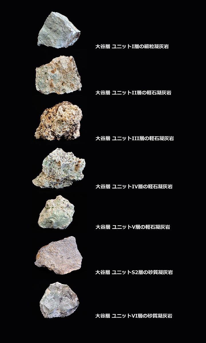 岩石標本(大谷層より)